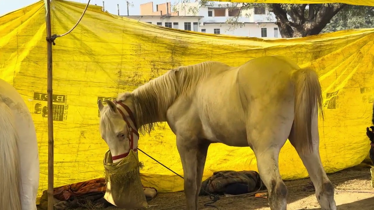 Horse for sale takiya mela unnao…up