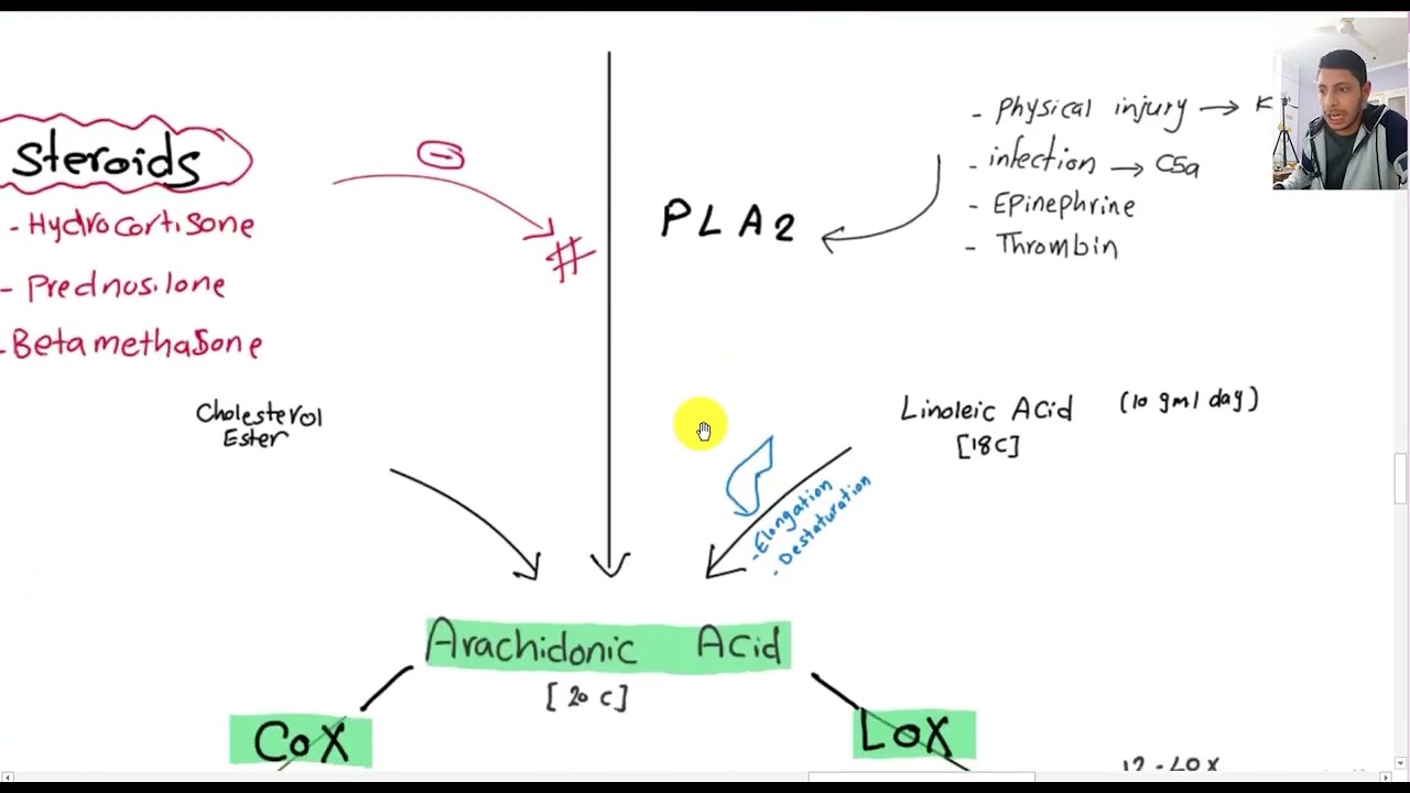 Inflammatory Mediators 2 ( COX & LOX Pathway )