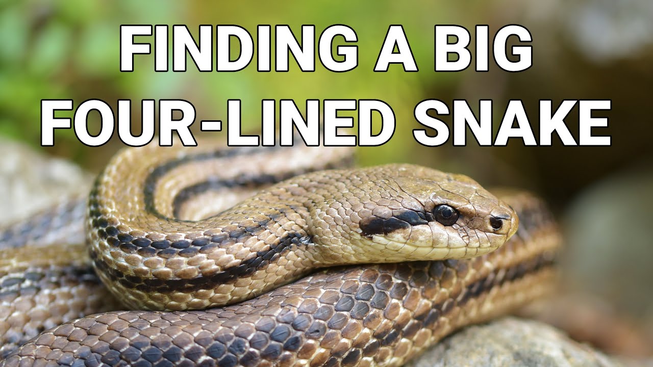 Finding a wild Four-lined snake in Croatia!