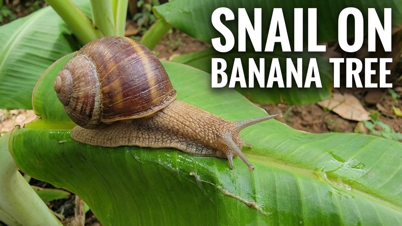 Watch Snails Navigate a Banana Leaf in Slow Motion