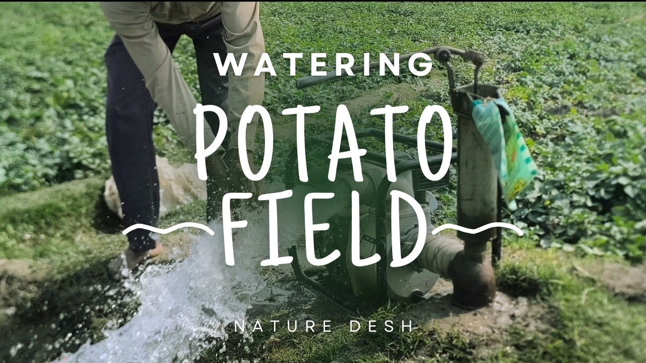 How Farmers Irrigate Potato Fields | Water Pump Setup to Water Flow in Rural Bangladesh