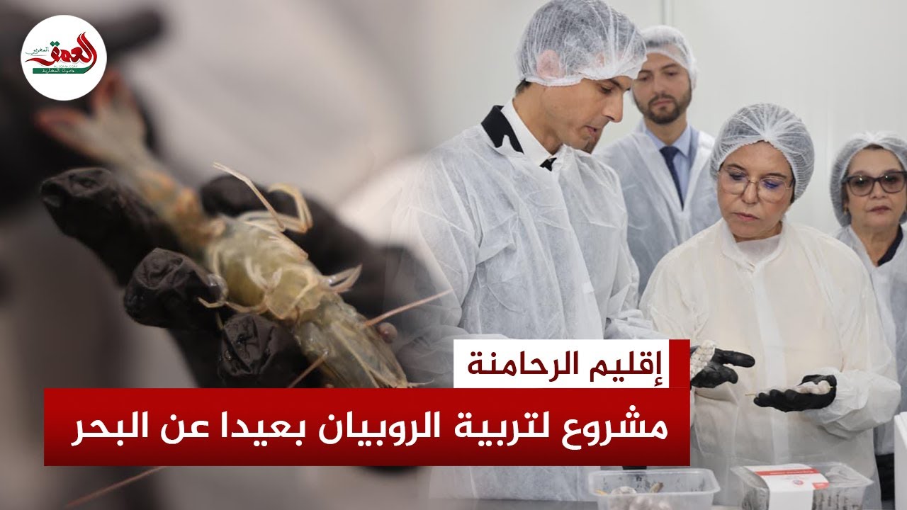 باستثمار 100 مليون درهم.. مشروع رائد لتربية الروبيان بإقليم الرحامنة يكسر قاعدة "القرب من البحر"