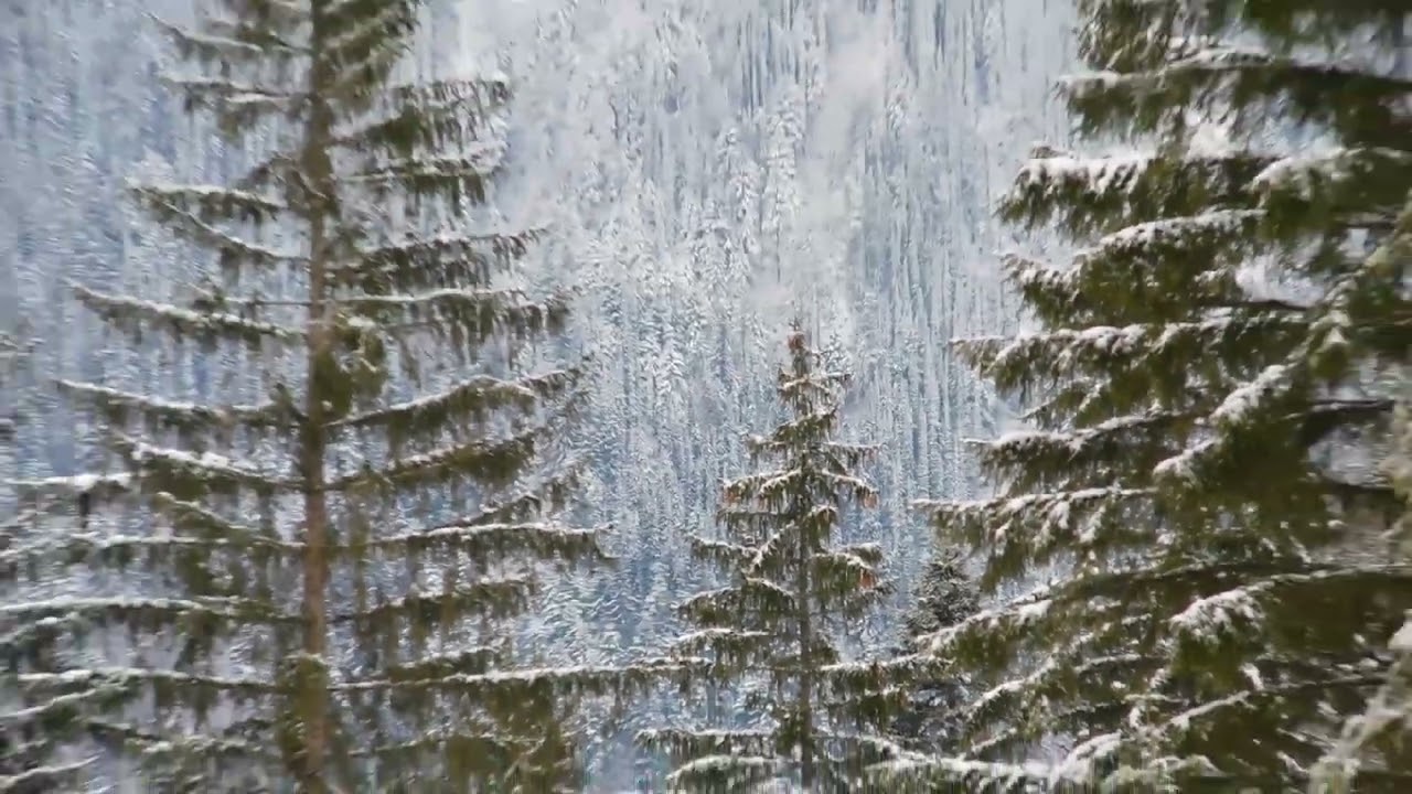 Serbian spruce forest in its natural habitat at Tara mountain during the winter season