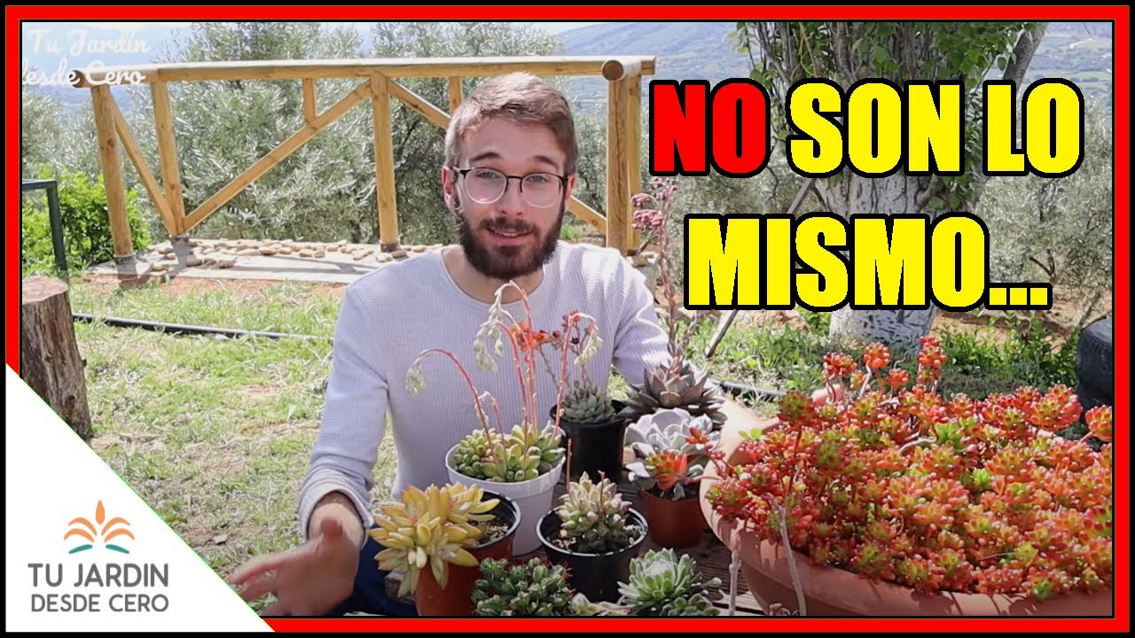 🤔 &iquest;Las confundes? 👉 SUCULENTAS, crasas, crasul&aacute;ceas, CACTUS y cact&aacute;ceas