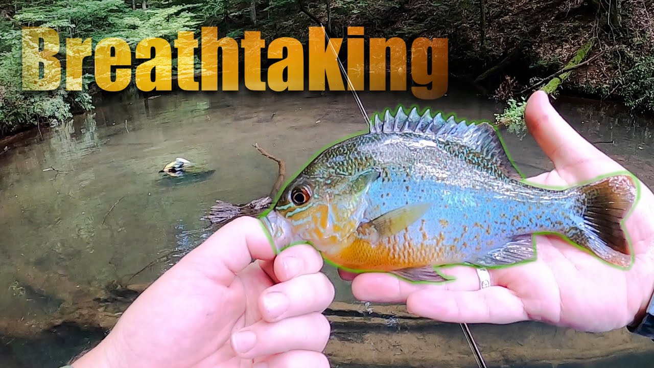 Ultralight Fishing With Yum Curly Tail Grub