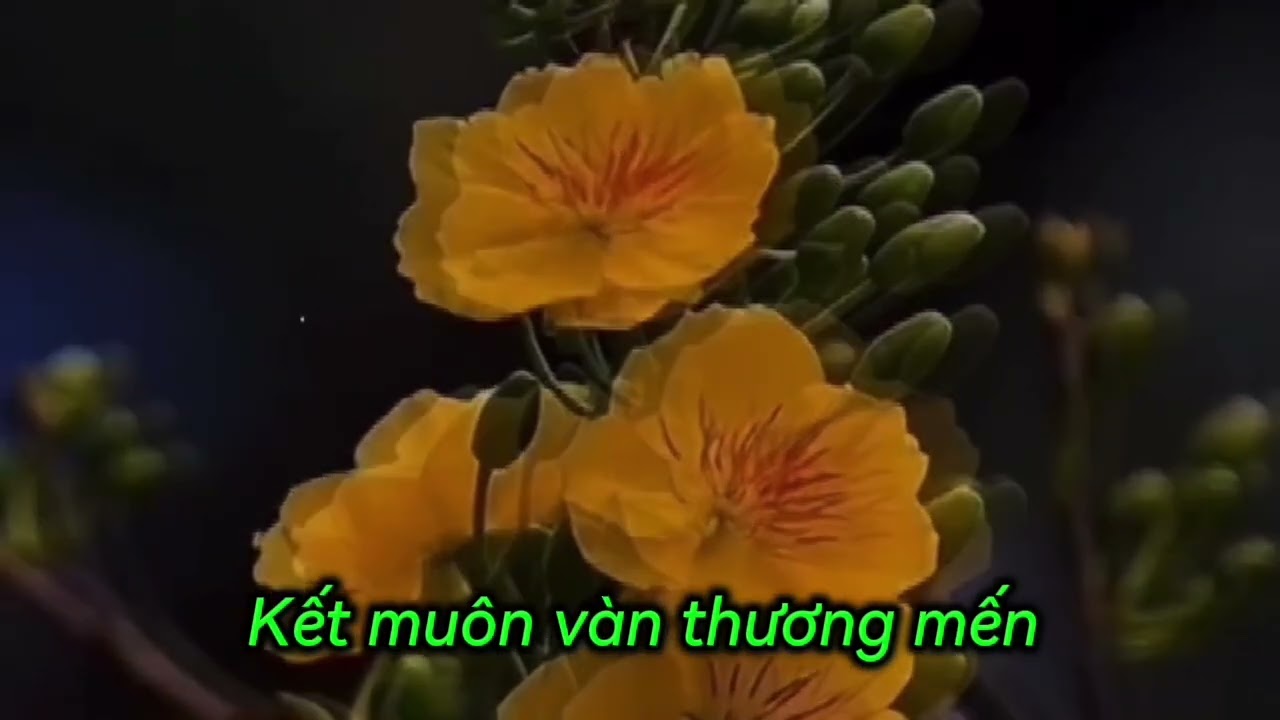 Xuân đến bên em (M. Tran)