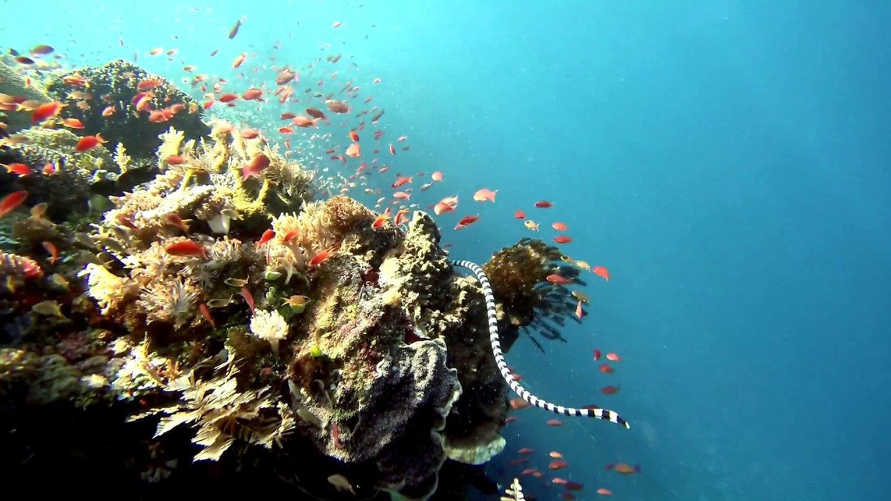 Diving Alor 2025 - Ternate and Pura