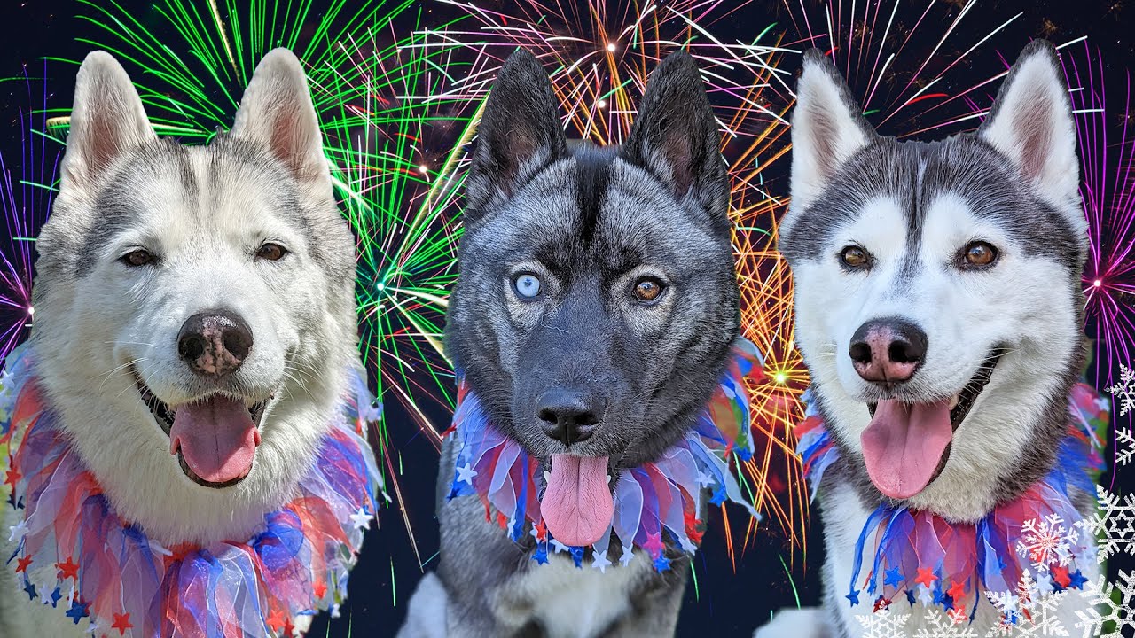 Как подготовить собаку к 🎆 фейерверку 4 июля! 10 советов