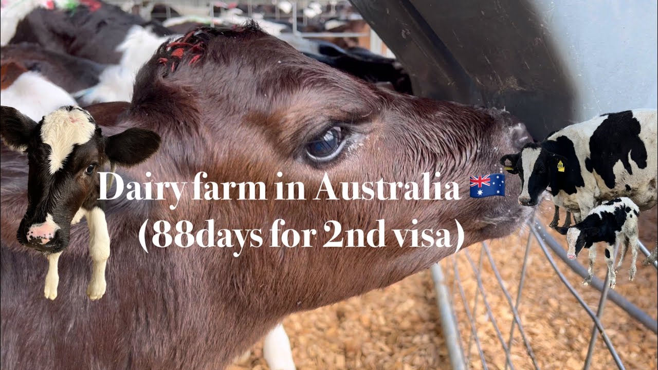 【Ep.1】Working on a dairy farm in Australia 🇦🇺🐄🥛ｌワーホリの牧場での1日