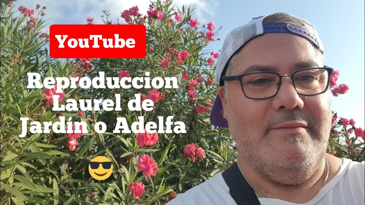 Reproduccion del Laurel de Jardín o Adelfa #adelfa#laureldejardin