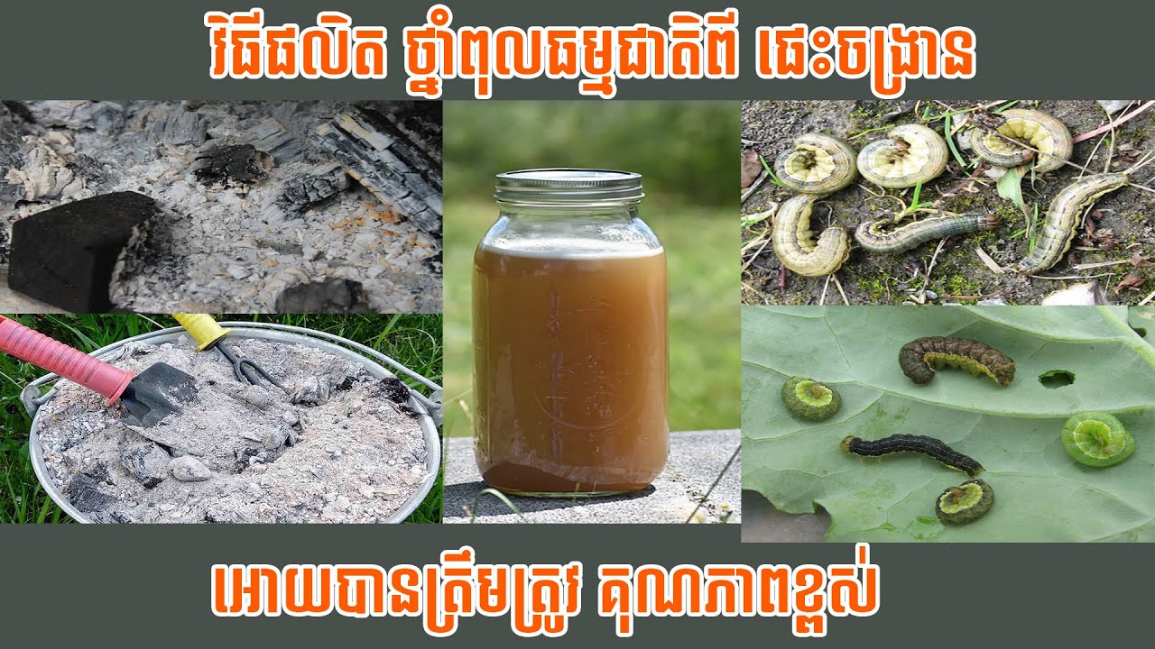 វិធីផលិតនិងប្រេីប្រាស់ថ្នាំពុលសម្លាប់ល្អិត ពីផេះចង្រានអោយត្រឹមត្រូវ គុណភាពខ្ពស់