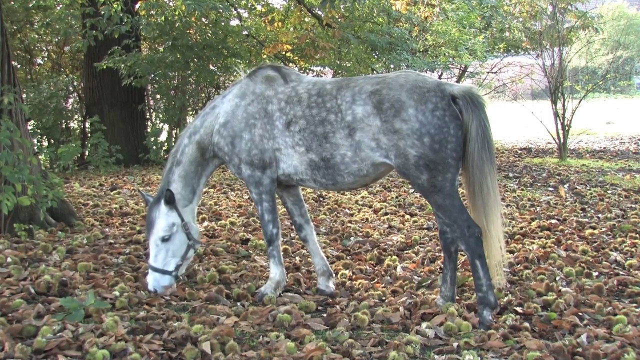Kastelen in België 2