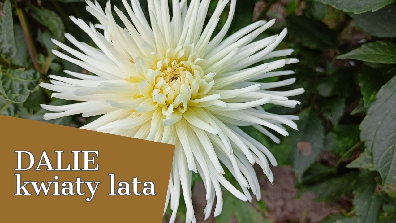 DALIE KWIATY LATA