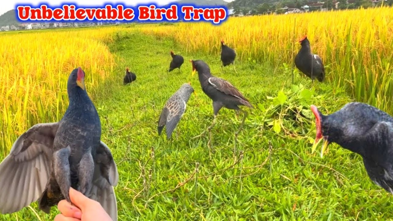 Unbelievable Bird Trap Technique in the Village Area! #The_Bird_Kingdom