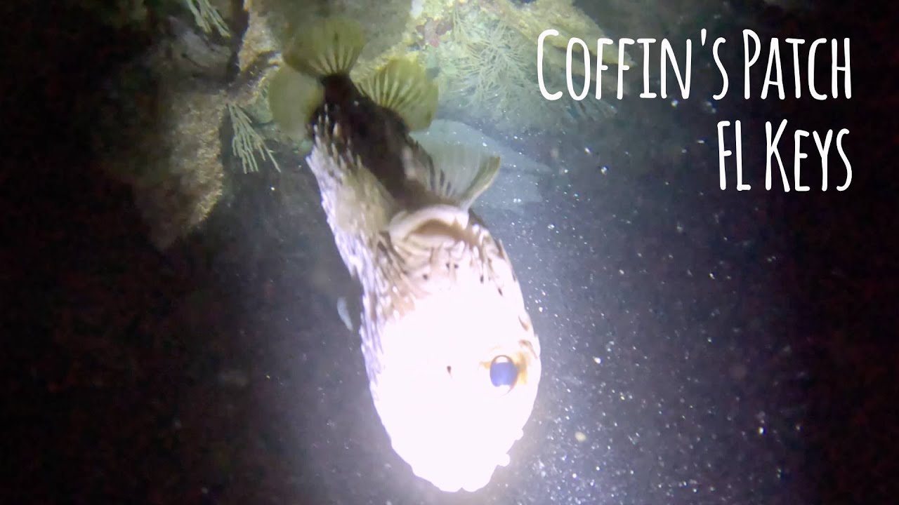 Sunset Scuba Dive at Coffins Patch in the Florida Keys with Capt. Hook's - 4K 🎵 Odezsa