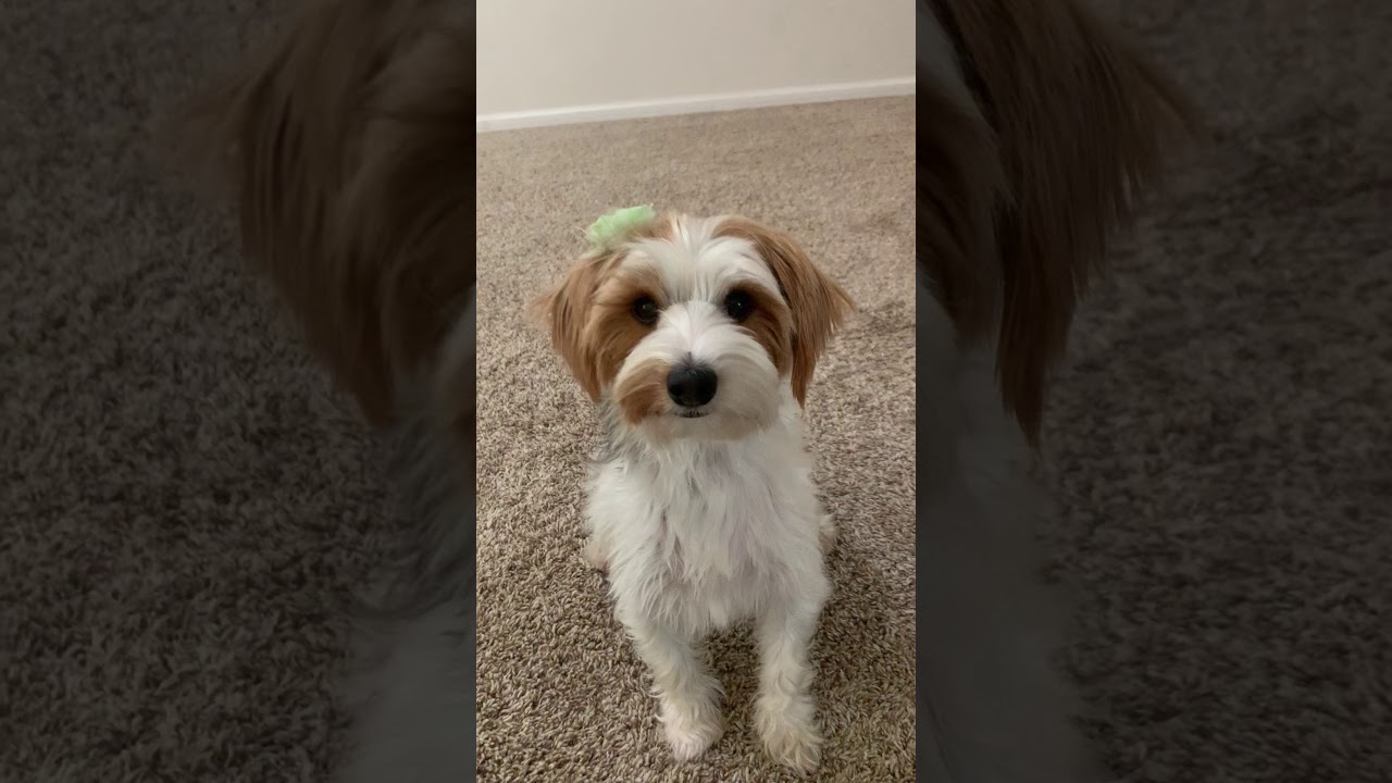 Cute dog learn to carry bag part 1