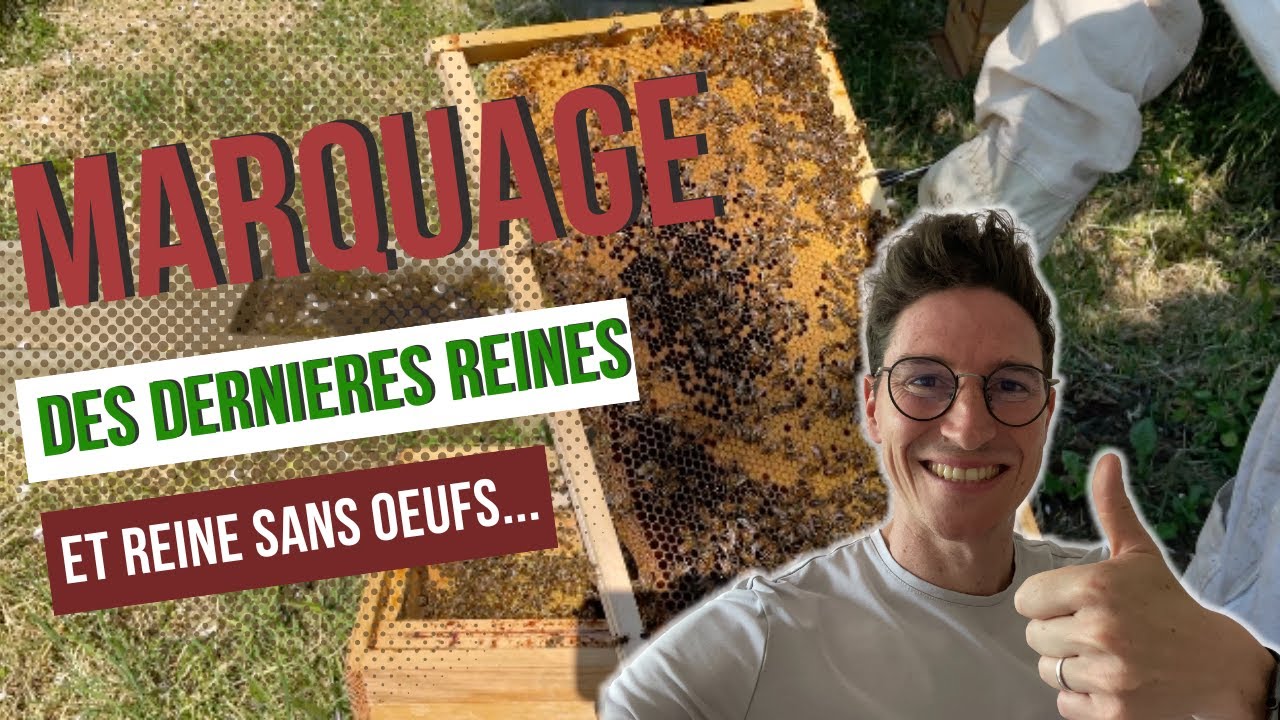 Marquage des dernières Reines, et une reine qui ne pond plus ??? [S01E12]