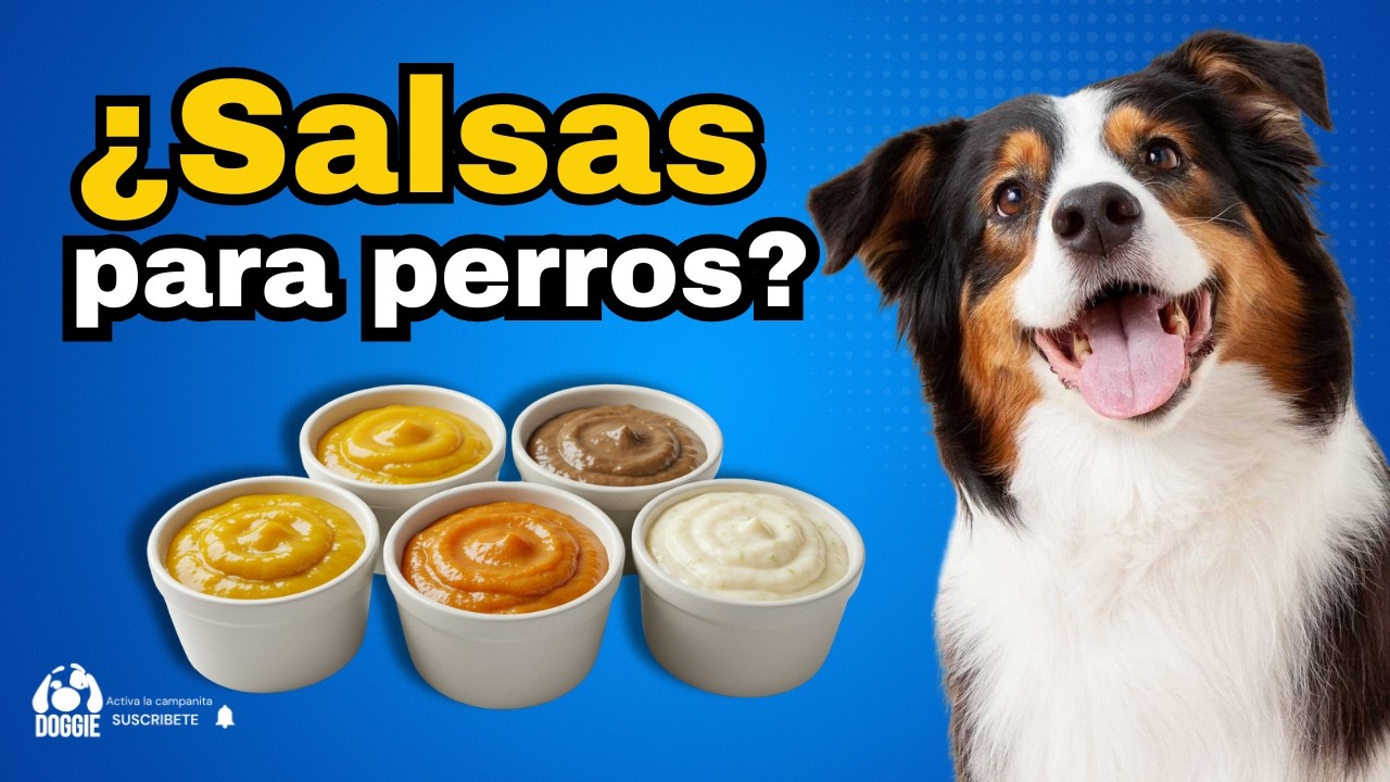 5 Salsas Caseras para Perros que Mejoran sus Croquetas