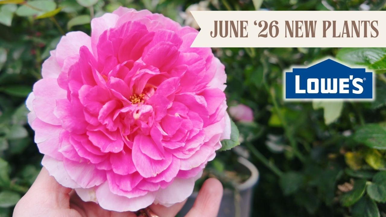 Plant Shopping June '26 Lowes Garden Center 🌿 Calm Shop With Me 🌿 Succulents, Blooms & Summer Plants