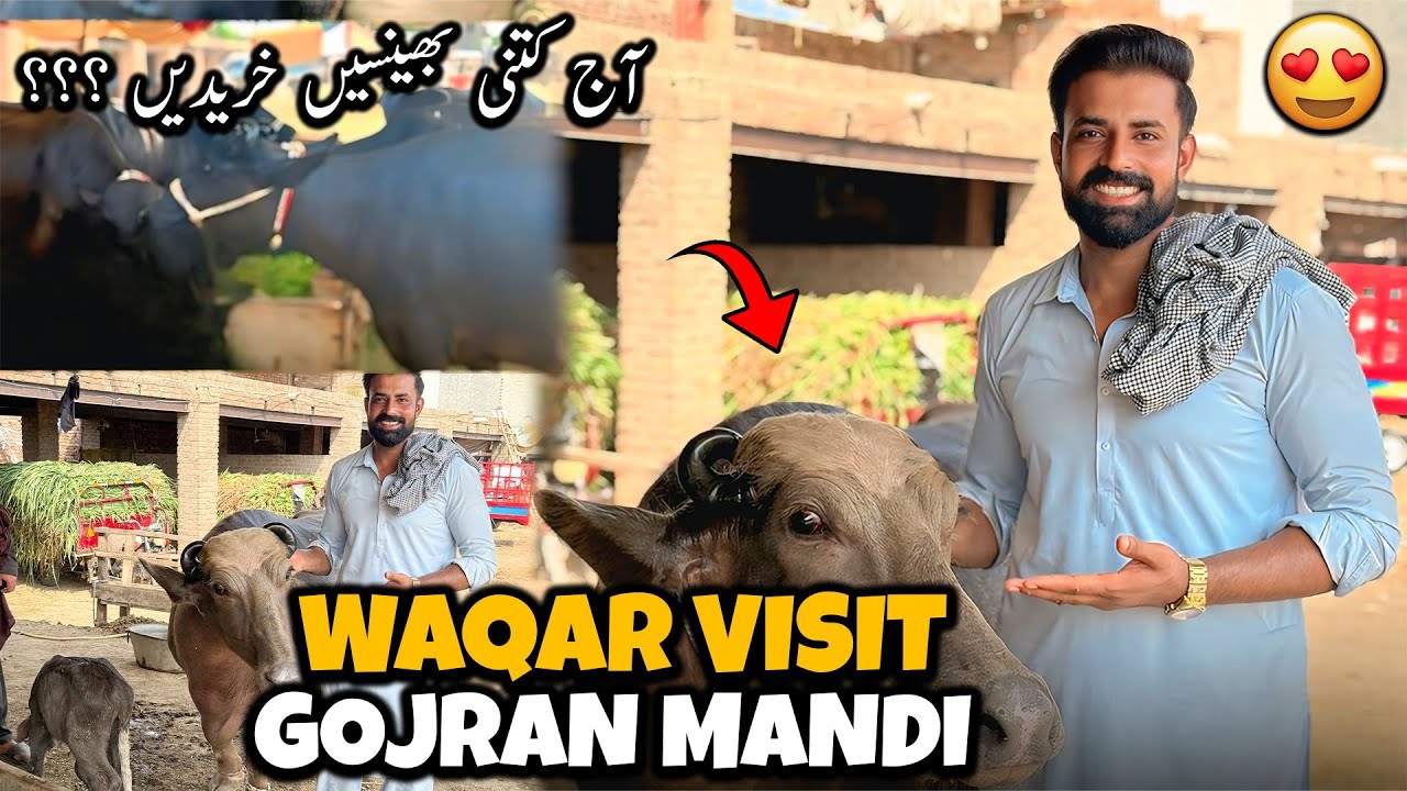 Aj Gojran Buffalo Mandi Gaye 🐃 | Mandi k Halaat | آج کتنی بھینسیں خرید کر لائے ؟