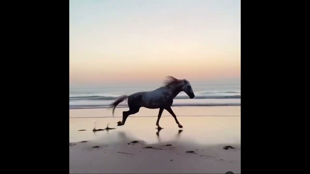 Passeggiate a cavallo tra masserie, ulivi e mare #Fasano #mare #cavalli