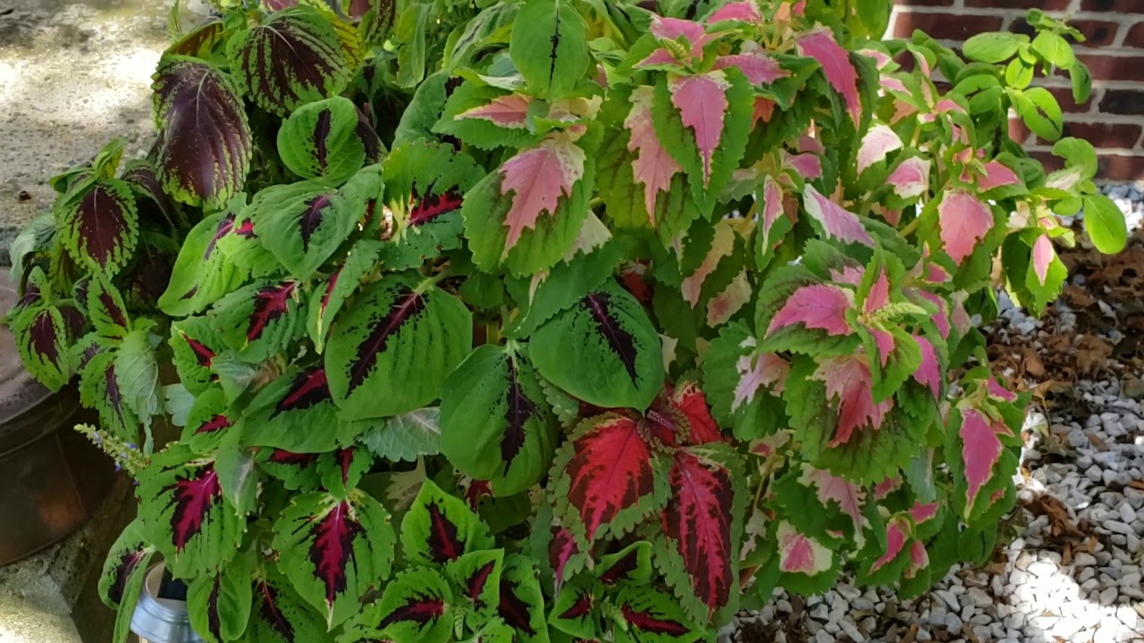 FALL MEGA Coleus Planters Still Going Strong!!