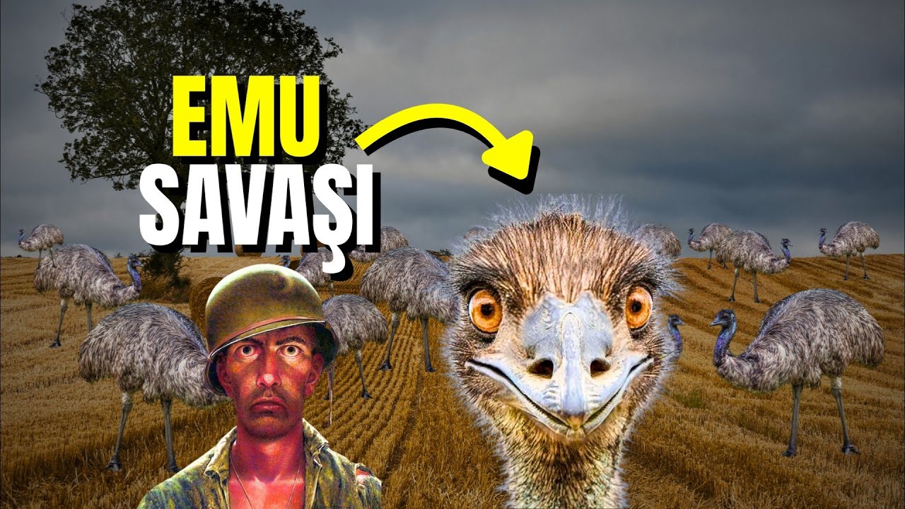 Avustralya’nın Kaybettiği Savaş | Emu Savaşı