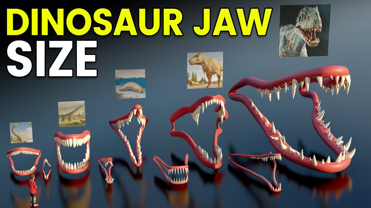 Dinosaur Jaw Size & Teeth Count Comparison | T-REX Vs GIGANOTOSAURUS
