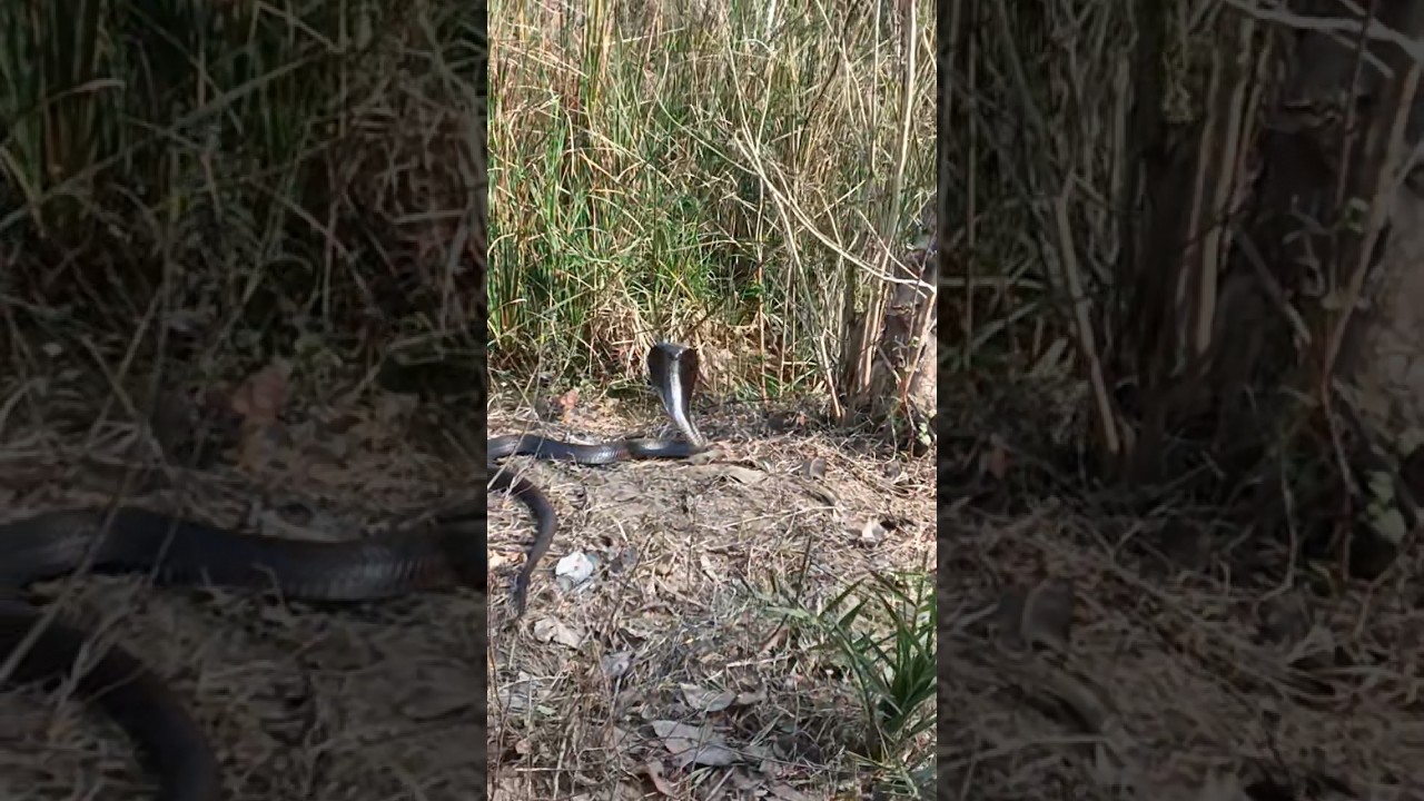 khatarnak cobra snake खतरनाक सांप कोबरा most benmus snake rescue and relise 