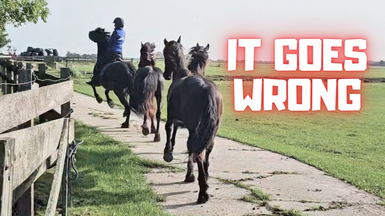 They go very fast! The colts go to the stable | Friesian Horses
