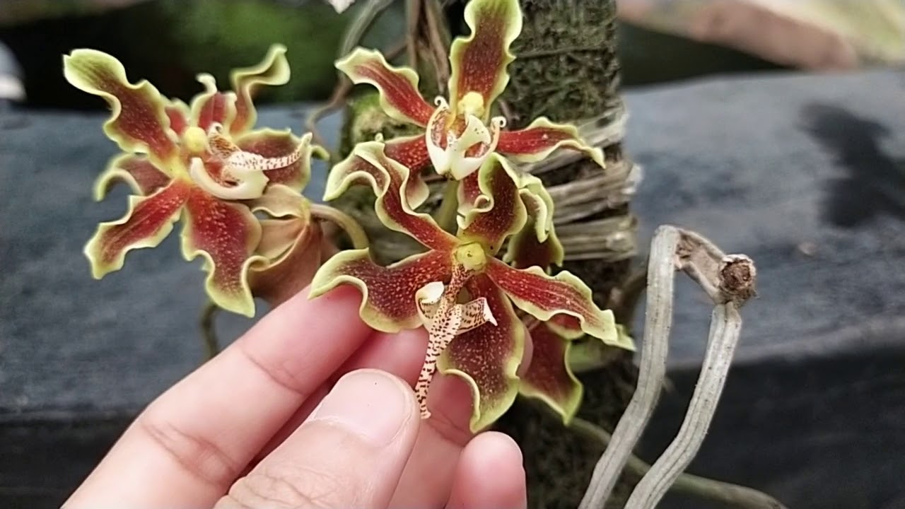 Paraphalaenopsis labukensis