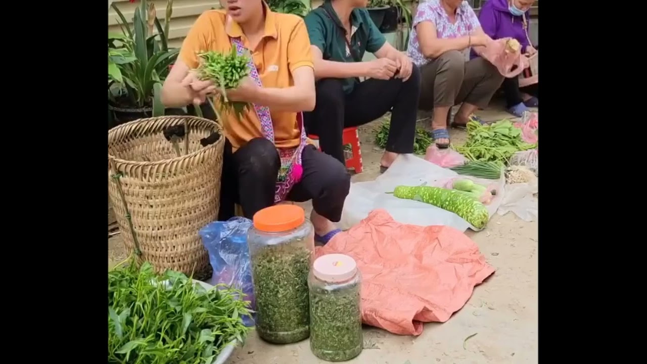 Poorest life with single mom harvest chives and back casawa seeds to sell