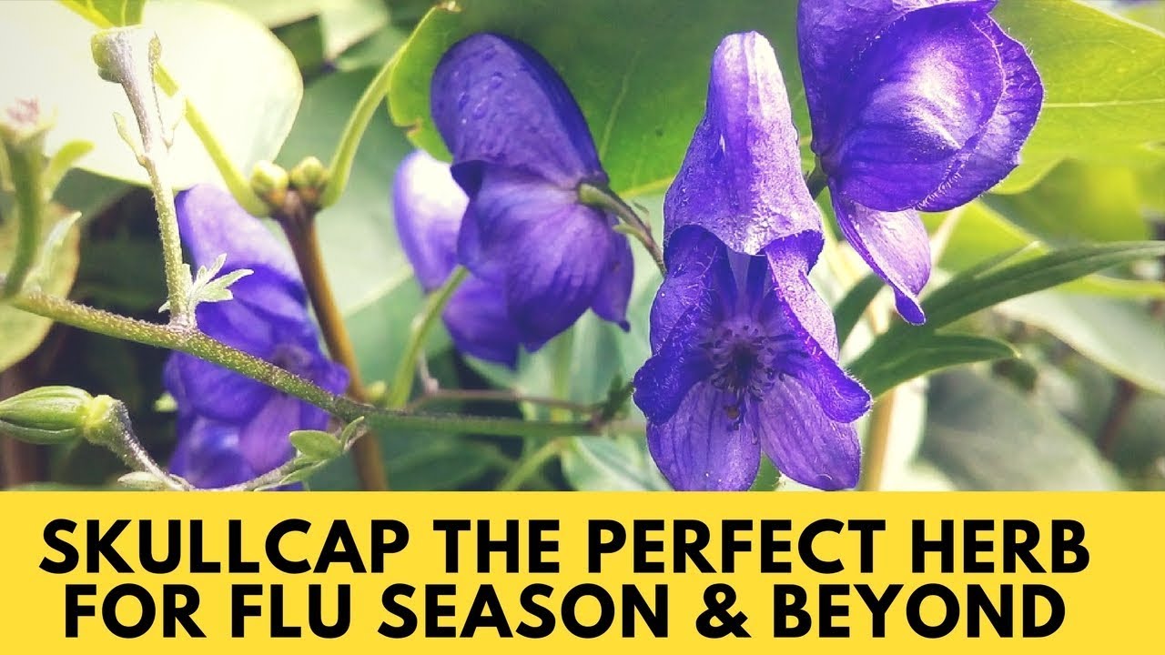Skullcap The Perfect Herb for Flu Season & Beyond