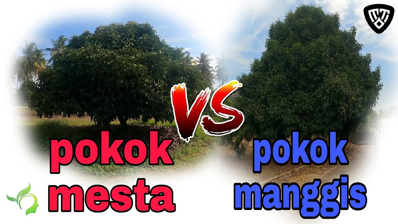 Ketinggian pokok manggis dan mesta