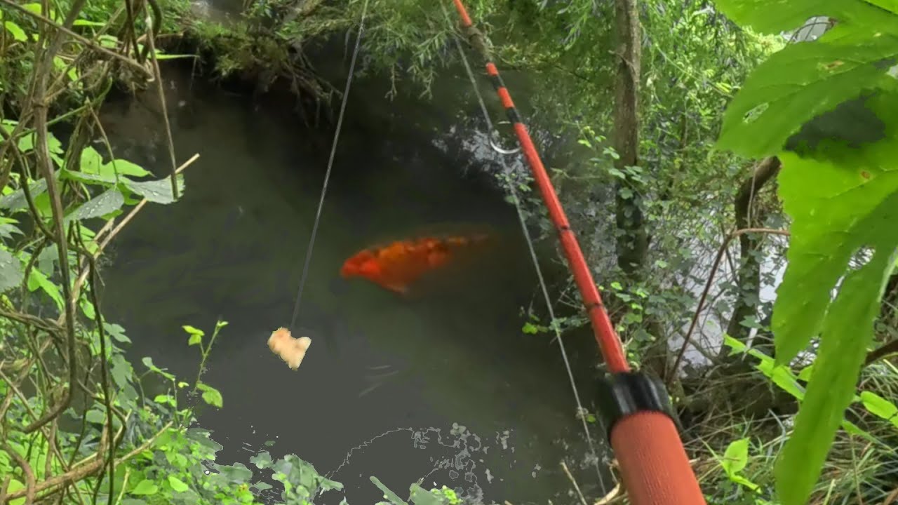 Face à face avec les carpes