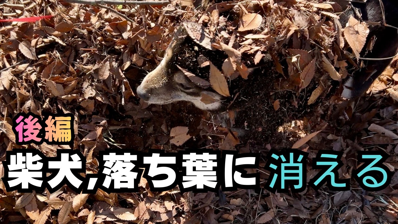 落ち葉に頭から突っ込む柴犬が想像以上だった