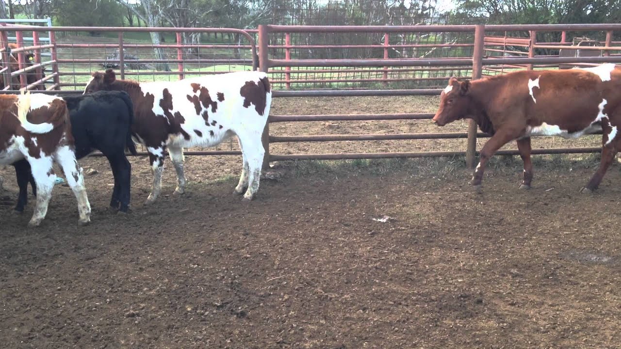 MAINE ANJOU CATTLE - AUCTIONS PLUS, FRIDAY 14TH MARCH 2014