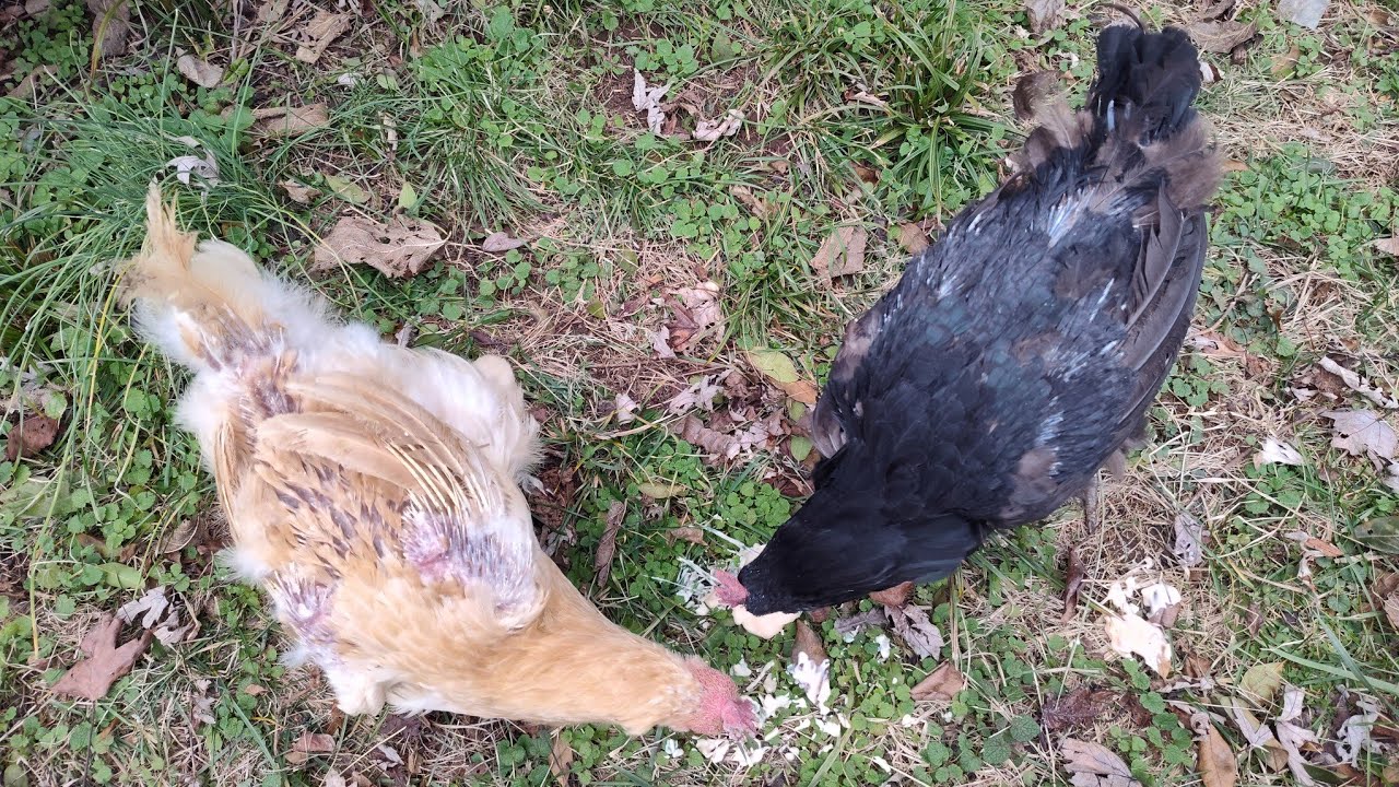 Tiffany and Bobby regrow their feathers 