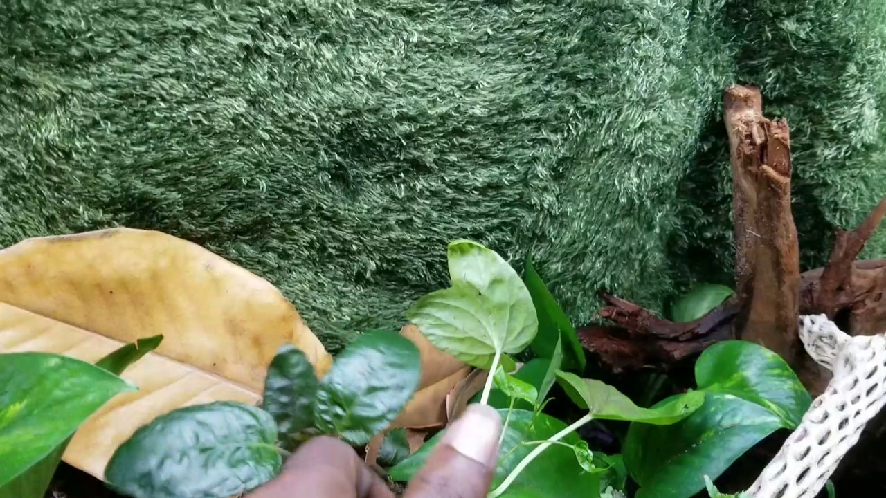 Bioactive terrarium Update