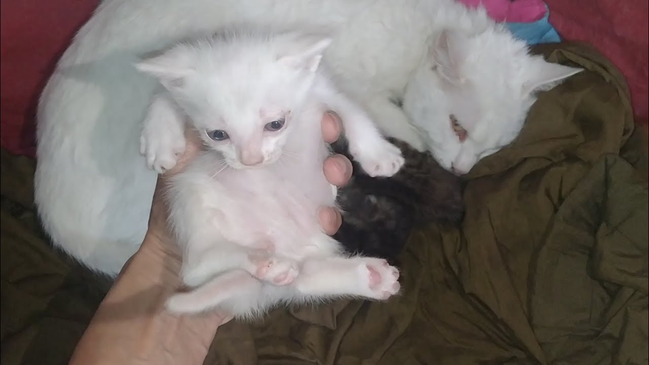 Poor Paralyzed Kitten Fighting to Move His Legs He Wants To Walk 