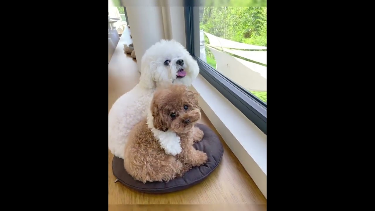 Double the tails, double the excitement! 🐾🍲🐶🐶 #bff