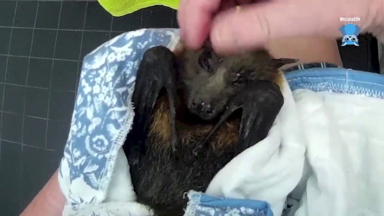 Rescuing a bat on a building site:  this is Zetl
