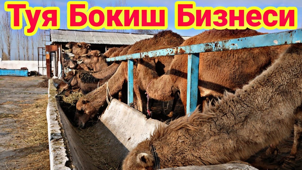 ТУЯ БОКИШ БИЗНЕСИ КАТТА ДАРОМАДЛИ БИЗНЕС
