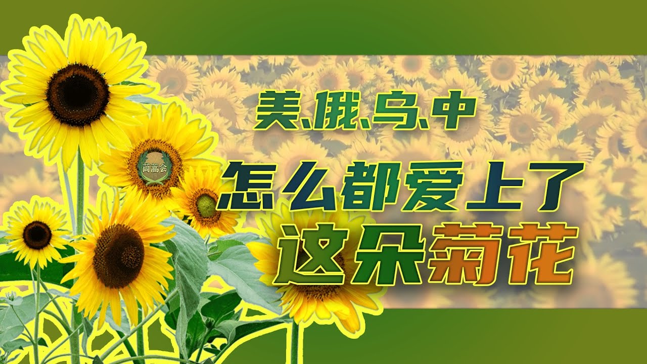 从美洲的野花到你手里的瓜子，向日葵的一段油麦历史【茼蒿会】