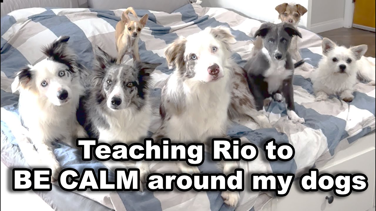 STOP biting and RESPECT my dogs - puppy training
