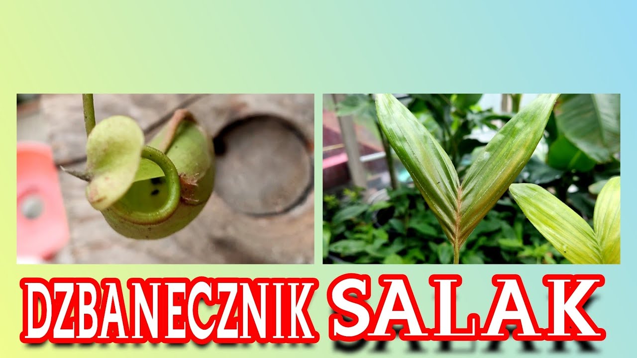 Palma salak z nasion + dzbanecznik uprawa, jak długo kiełkowało, ziemia, porady, temperatura.