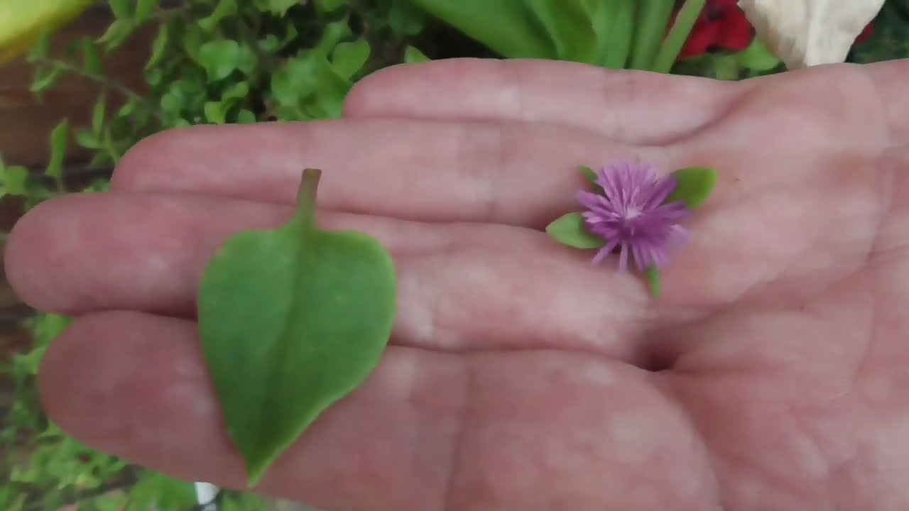 Aptenia cordifolia facile e buona