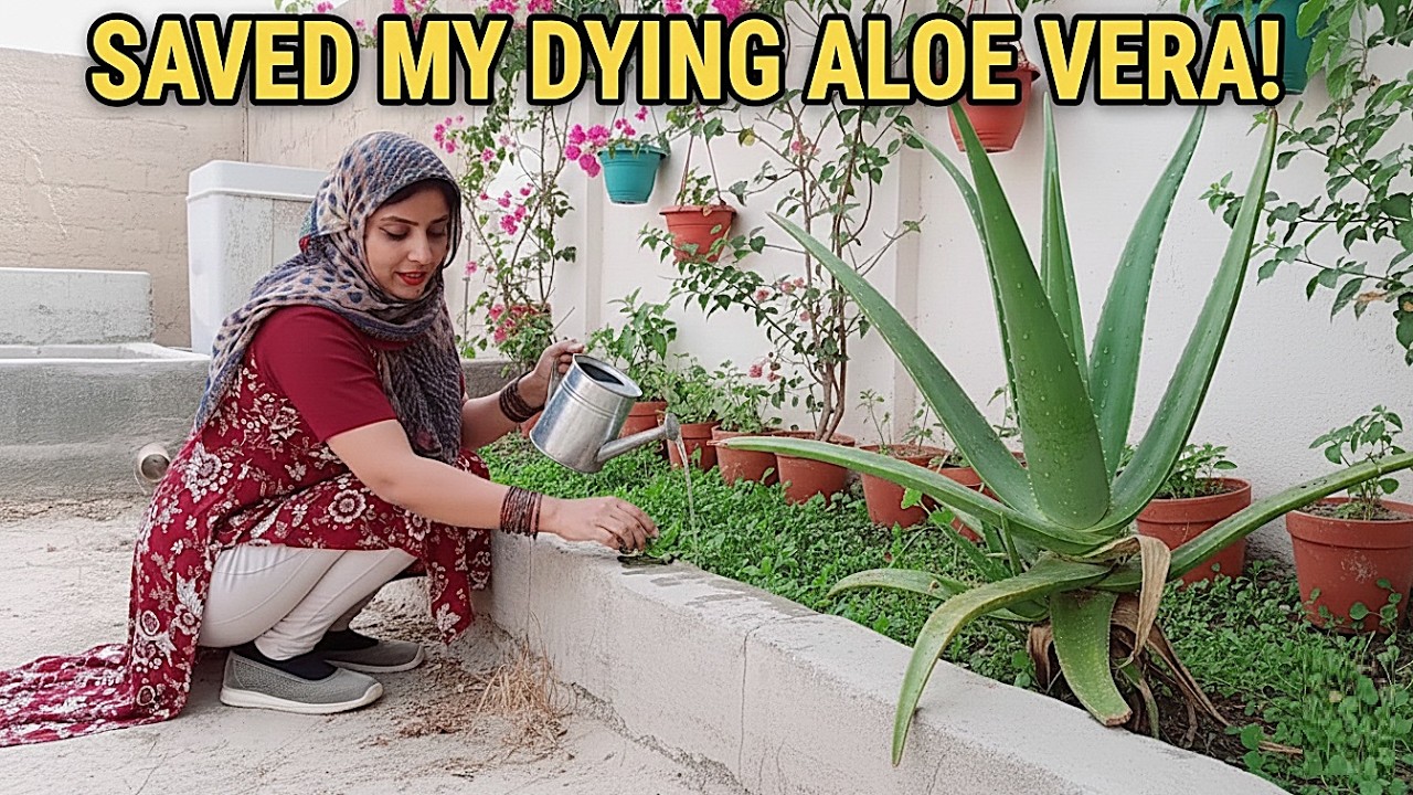My Aloe Vera Plant is Drying Up! 🌵 Why I Couldn't Take Care of My Plants - Noreen Village Lifestyle