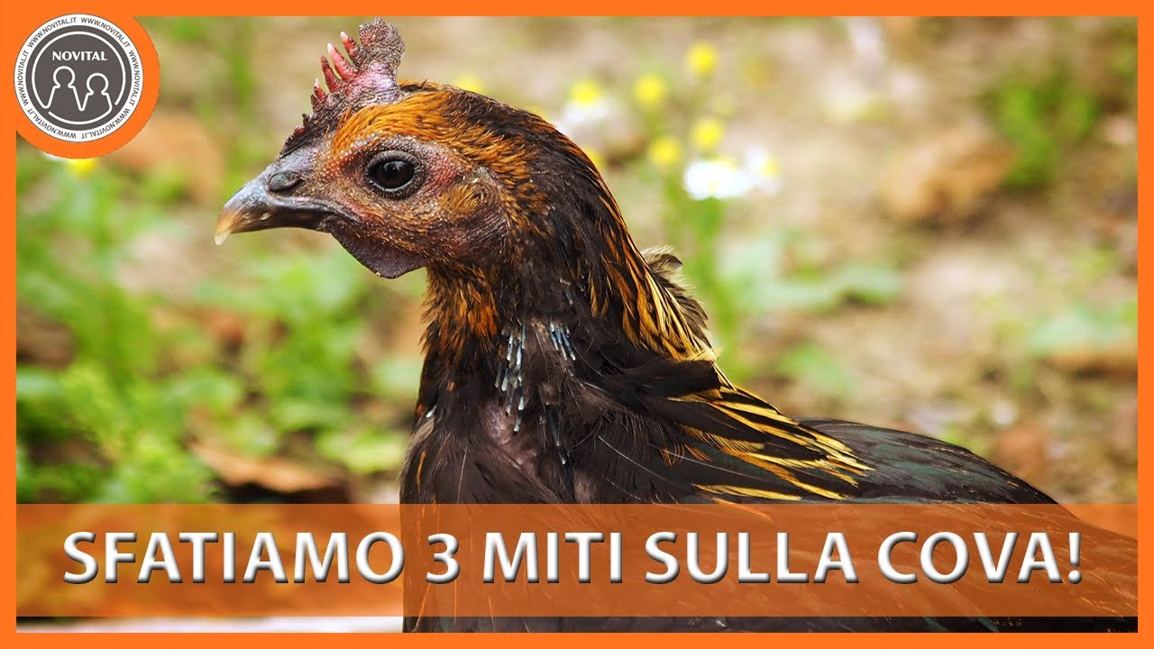 Sfatiamo tre miti sulla cova delle galline! - Pillole di Avicoltura