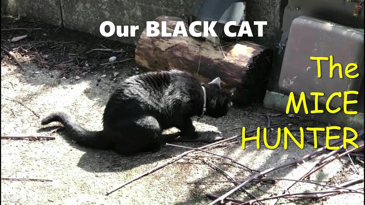 Our BLACK CAT is a MICE HUNTER